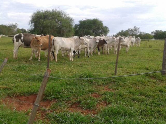 #30 - Fazenda para Venda em Presidente Prudente - SP