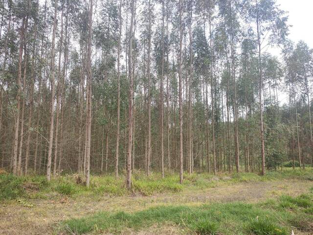 #51 - Fazenda para Venda em Botucatu - SP