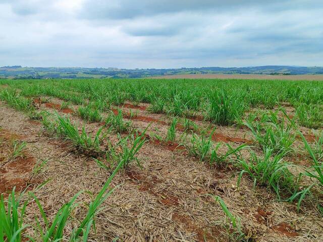 #73 - Fazenda para Venda em Itapetininga - SP