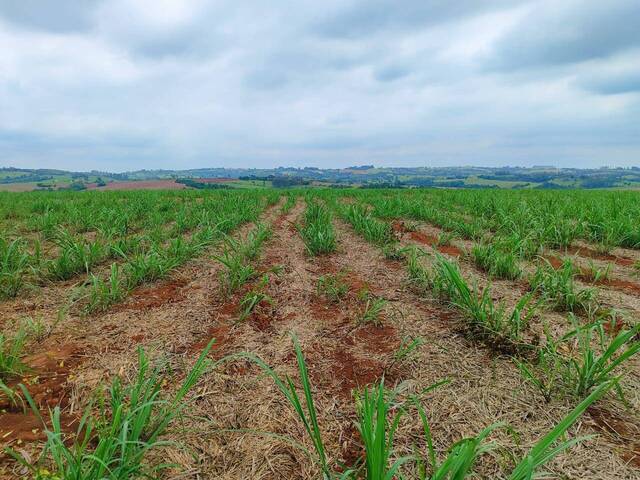 #73 - Fazenda para Venda em Itapetininga - SP