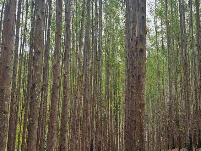 #104 - Fazenda para Venda em Curitiba - PR
