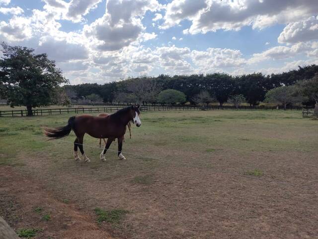 #113 - Haras para Venda em Itapetininga - SP