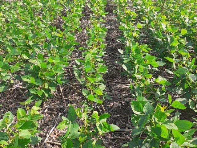 #129 - Fazenda para Venda em Curralinhos - PI