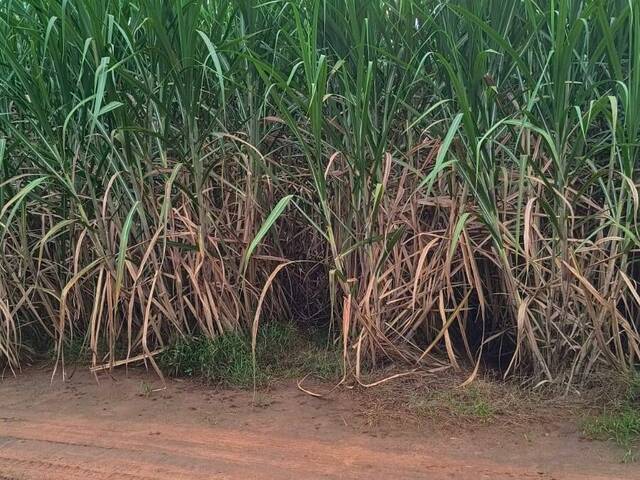#159 - Sítio para Venda em Cardoso - SP